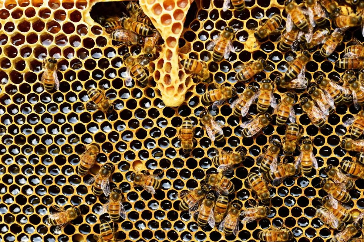 Il modello cooperativo